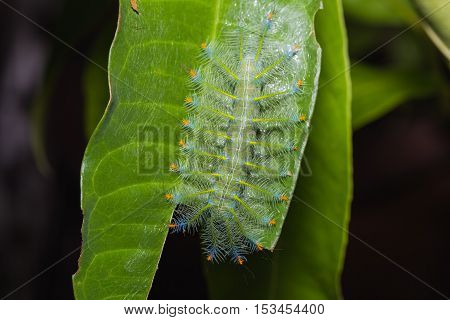 Common Archduke Caterpillar