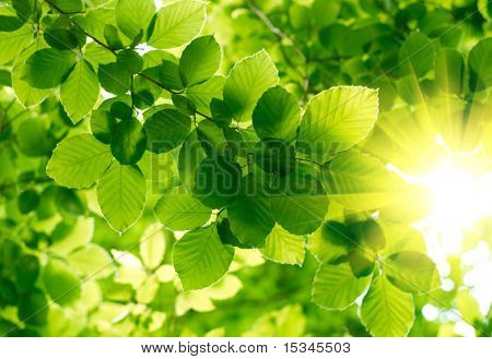 Folhas verdes com raio de sol