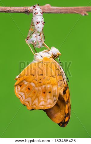 Common Leopard Butterfly