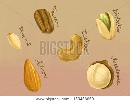 Healthy Nuts Macadamia, Peacan, Cashew, Pine Nut, Almond And Pistachio Illustration