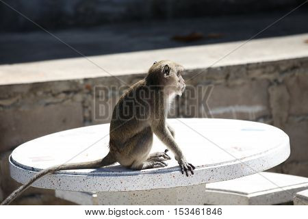Monkeys are busy with their chores Thailand Southeast Asia