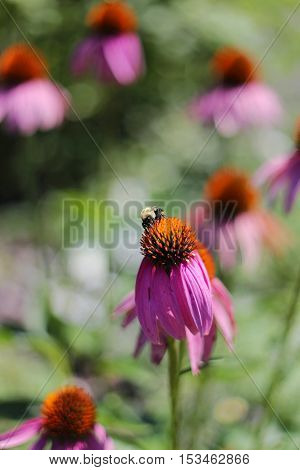 Bumblebee Pollinating Purple Echinacea Coneflower In Garden