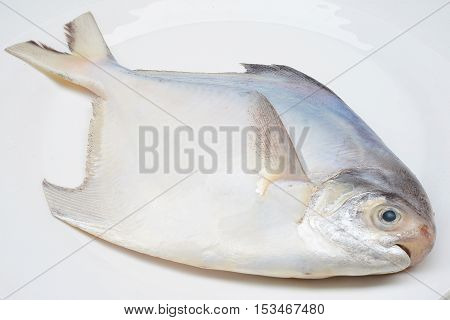 fresh pomfret isolated on a white background