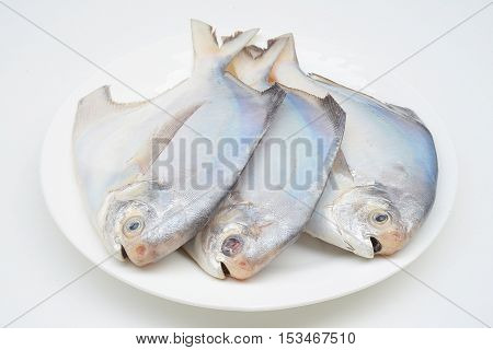 fresh pomfret isolated on a white background