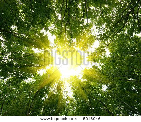 Sonne im tiefen Wald-Hintergrund