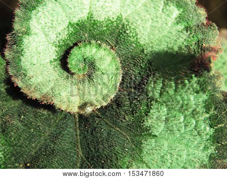 begonia escargot closeup. Rex begonias amazing colorful leaf