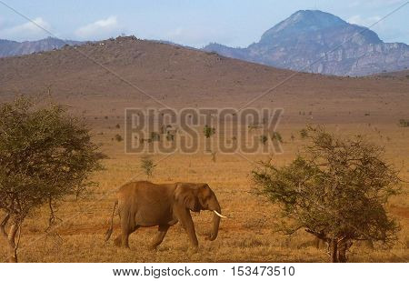 Wild African Elephant walking trhough red coloured african savanna