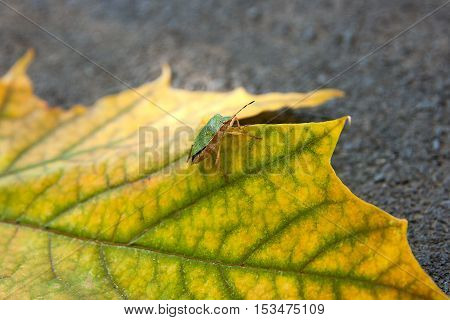 Close up view of a green shield bug or stink bug on autumn maple leaf. Green and yellow maple leaf as an autumn symbol on dark cement floor.