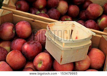 Wood crates and pint containers filled with freshly picked crop of 
apples at local orchard.