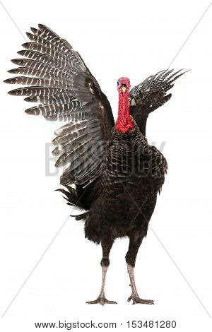 Turkey