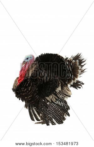 Turkey