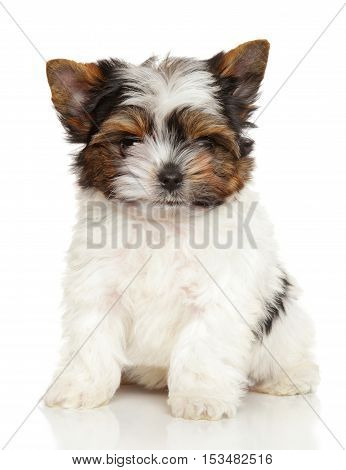 Biewer York Puppy