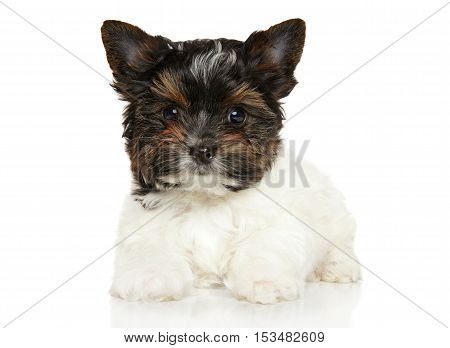 Close-up Of Biewer York Puppy