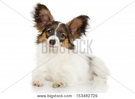 Papillon Dog Puppy