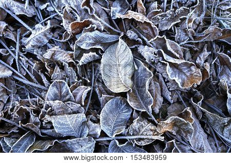 first frost on the leaves and grass photo for micro-stock