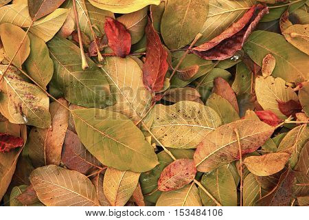 beautiful scenery and autumn elements with views of the nature of the photos micro-stock