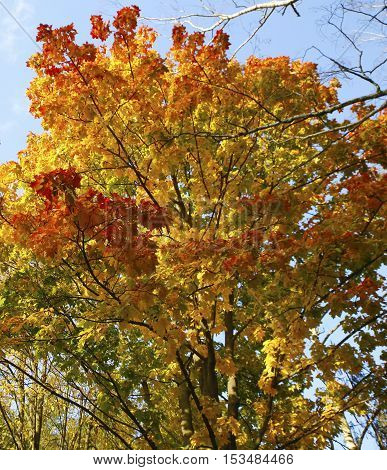 beautiful scenery and autumn elements with views of the nature of the photos micro-stock
