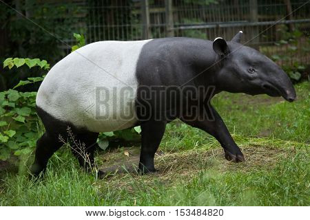 Malayan tapir (Tapirus indicus), also known as the Asian tapir. Wildlife animal. 