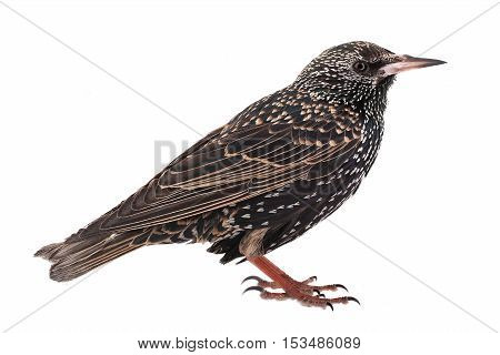 European starling on a white background, studio shot