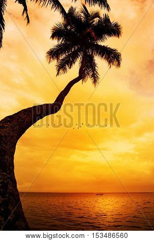 Two palm trees silhouette on sunset tropical beach