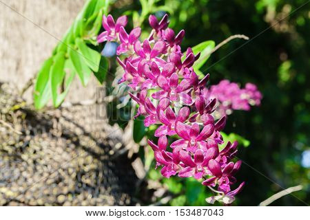 beautiful bloom orchid flower on the tree (selective focus)