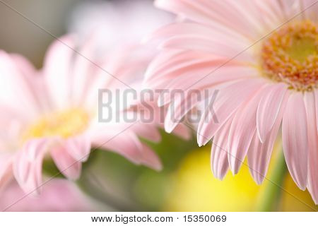 Nærbillede af to pink daisy-gerbera. Lavvandede DOF