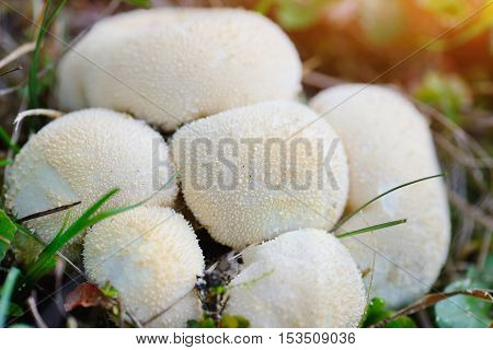 Young Puffballs Mushroom In The Autumn Forest Close-up View