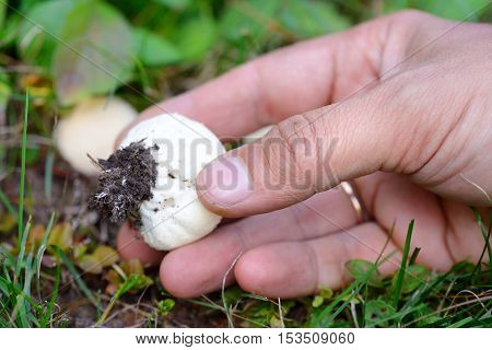 Young puffball (Lycoperdon pyriforme) in the hand on the autumn meadow