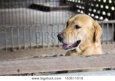 Brown dog stood and wait over the cage