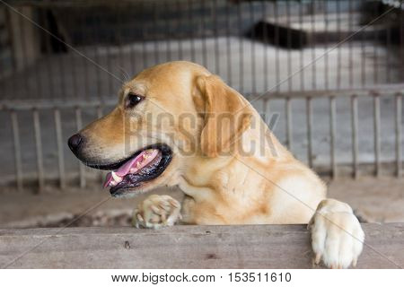 Brown dog stood and wait over the cage