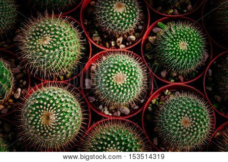 cactus in desert cactus on rock cactus Nature green background or wallpaper domestic cactus closeup. cactus tree