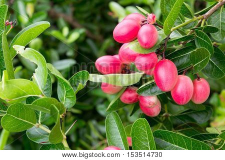 Karanda or Carunda or Christ ' s Thom fruit background