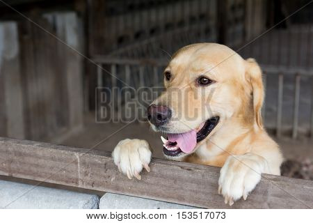 Brown dog stood and wait over the cage