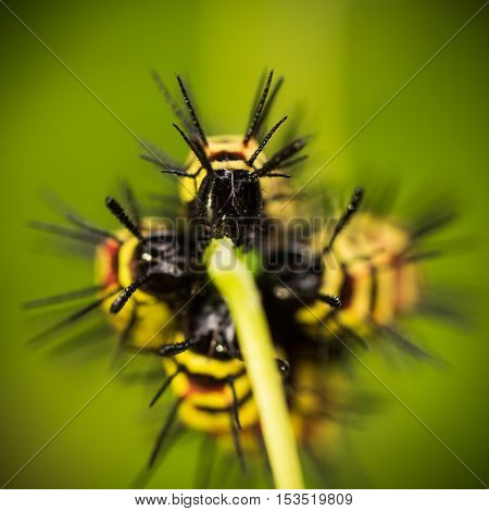 Macro Of Painted Jezebel (delias Hyparete) Caterpillars On Their Host Plant Leaf In Nature,butterfly