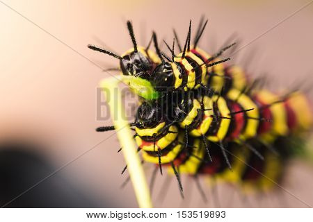 Macro Of Painted Jezebel (delias Hyparete) Caterpillars On Their Host Plant Leaf In Nature,butterfly