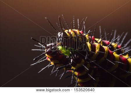 Macro Of Painted Jezebel (delias Hyparete) Caterpillars On Their Host Plant Leaf In Nature,butterfly