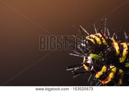 Macro Of Painted Jezebel (delias Hyparete) Caterpillars On Their Host Plant Leaf In Nature,butterfly