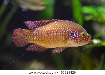 African jewelfish (Hemichromis bimaculatus), also known as jewel cichlid or jewelfish. Wildlife animal. 