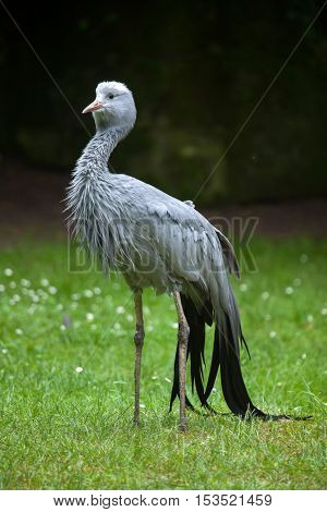 Blue crane (Grus paradisea), also known as the Stanley crane or paradise crane. Wildlife animal. 