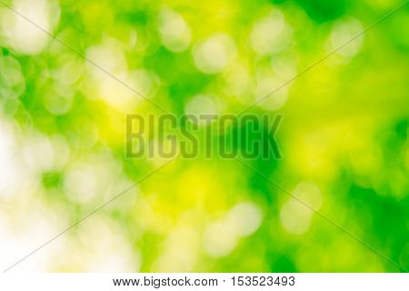 Blurred nature background.Backdrop with color and bright sun light. Summer holidays concept.bokeh background or Christmas background.Green Energy.