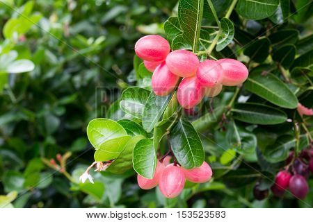 Karanda or Carunda or Christ ' s Thom fruit background