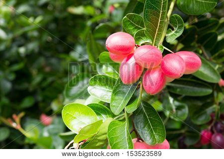 Karanda or Carunda or Christ ' s Thom fruit background