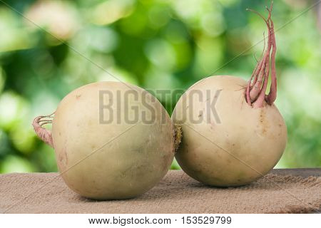 Two watermelon radish on a wooden table with blurred garden background.