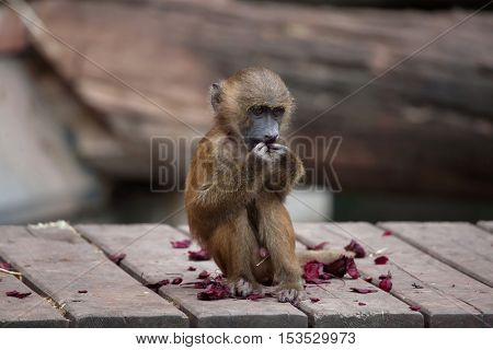 Guinea baboon (Papio papio). Wildlife animal. 