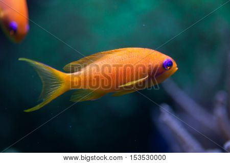 Sea goldie (Pseudanthias squamipinnis), also known as the lyretail anthias. Wildlife animal. 