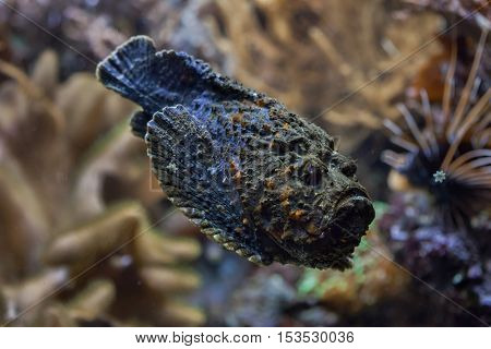Reef stonefish (Synanceia verrucosa), also known as the stonefish. Wildlife animal. 