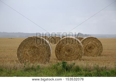 Straw bales on a field in Sweden a rainy autumn day.
