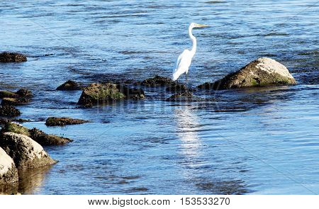 Close up of a crane standing on the rocks looking for fish in Peconic Bay Long Island