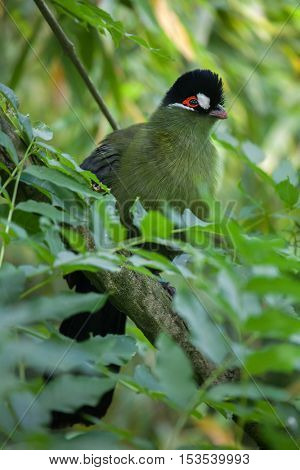 Hartlaub's turaco (Tauraco hartlaubi). Wildlife animal. 