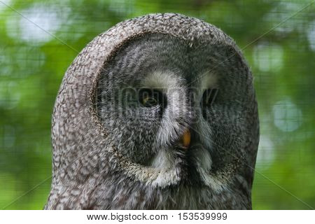Great grey owl (Strix nebulosa). Wildlife bird. 